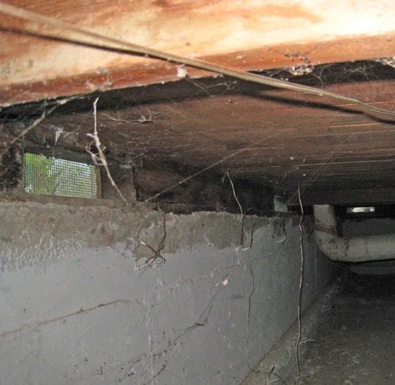 Crawlspace Mold Remediation in Land O’ Lakes, FL