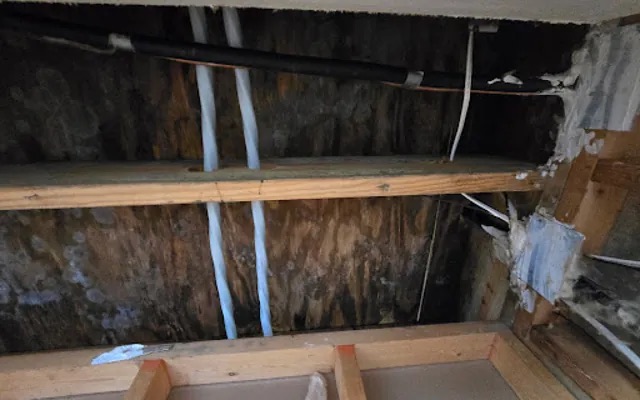 Attic Mold Removal in Land O’ Lakes, FL