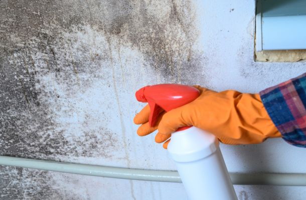 Mold Remediation Lakeland, Florida